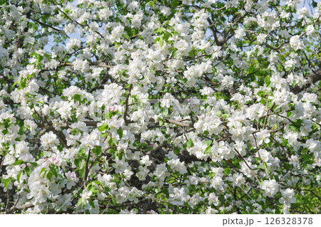 lush plum blossom in the wild. white and pinkish fragile flowers in the early stage of flowering densely cover the tree, with green young foliage lush plum blossom in the wild. white and pinkish fragile flowers in the early stage of flowering densely cover the tree, with green young foliage 126328378