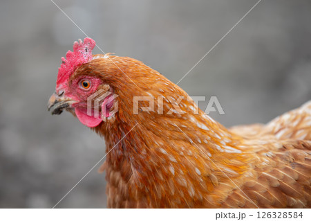 A close-up of a red-colored chicken in profile. 126328584