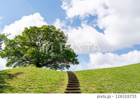 【神奈川県】青空と一本の大きな木 126328735