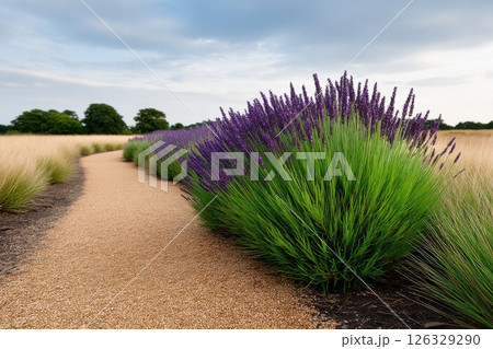 A beautifully landscaped garden path featuring vibrant lavender plants in full bloom. The curved sandy pathway is lined with lush green lavender bushes displaying bright purple flowers.  126329290