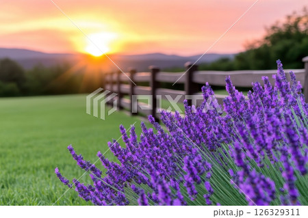 A serene countryside landscape featuring vibrant purple lavender in the foreground against a wooden ranch fence at sunset. The photograph captures the enchanting golden hour. 126329311