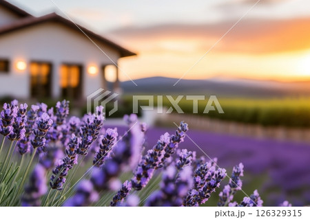 A serene sunset view of a Provence-style house overlooking lavender fields. The foreground features vibrant purple lavender blooms in sharp focus. 126329315