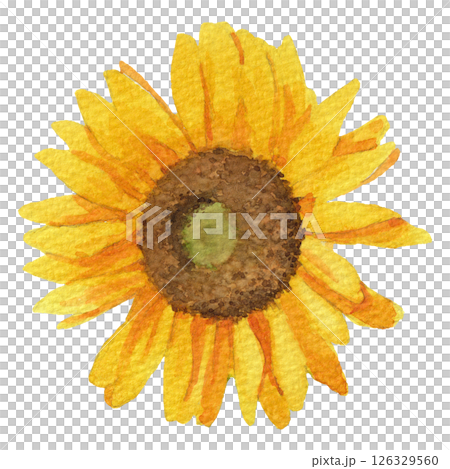 Sunflower head illustration drawn with transparent watercolor 1 126329560