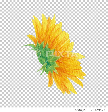 Sunflower head illustration 6 drawn with transparent watercolor Sunflower head illustration 6 drawn with transparent watercolor 126329573