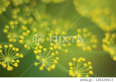 Close-up of dill flowers in full bloom. Vegetable background. Soft focus, blur Close-up of dill flowers in full bloom. Vegetable background. Soft focus, blur 126329613