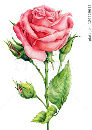 Blush Rose, pink rose watercolor illustration with green leaves, buds realistic botanical flower art isolated on white 126329618