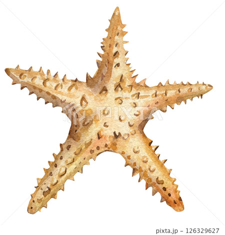 watercolor beige spiny starfish illustration with sharp texture isolated white marine ocean animal sea creature artwork 126329627