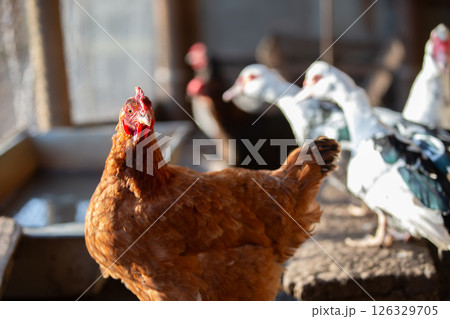 A chicken is standing in a yard next to a hose. The chicken is brown and black with a red beak A chicken is standing in a yard next to a hose. The chicken is brown and black with a red beak 126329705