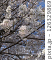 満開のサクラ 126329869