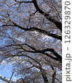 青空に映える満開のサクラ 126329870
