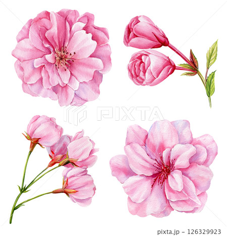 Set pink flowers watercolor botanical elements isolated on white Cherry floral blossoms collection for design, sakura Set pink flowers watercolor botanical elements isolated on white Cherry floral blossoms collection for design, sakura 126329923