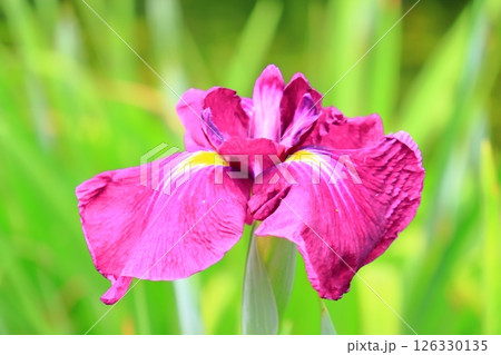 城北公園（大阪市旭区）に咲く花菖蒲＜古代紫＞ 126330135