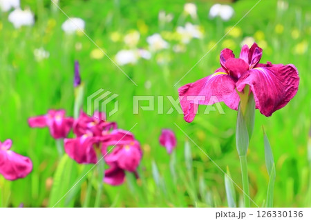 城北公園（大阪市旭区）に咲く花菖蒲＜古代紫＞ 126330136