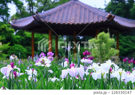 城北公園(大阪市旭区)に咲く花菖蒲 <小町娘> 城北公園(大阪市旭区)に咲く花菖蒲 <小町娘> 126330147