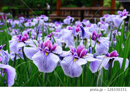 城北公園(大阪市旭区)に咲く花菖蒲 <長井小町> 城北公園(大阪市旭区)に咲く花菖蒲 <長井小町> 126330151