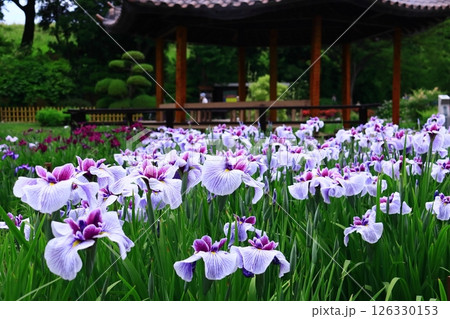城北公園(大阪市旭区)に咲く花菖蒲 <長井小町> 城北公園(大阪市旭区)に咲く花菖蒲 <長井小町> 126330153