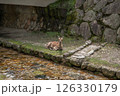 石垣の上を座る鹿 126330179