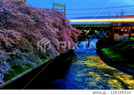 電車の光と桜 電車の光と桜 126330310