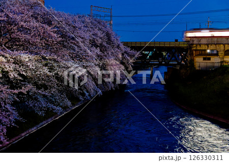 電車の光と桜 電車の光と桜 126330311