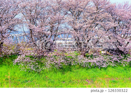 新幹線と桜 126330322