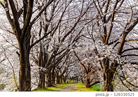 桜並木 126330325