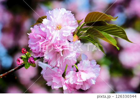 八重桜 126330344