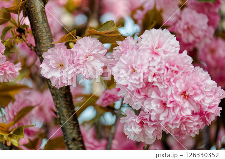 八重桜 八重桜 126330352