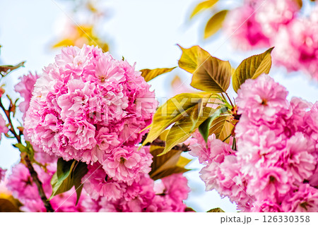 八重桜 八重桜 126330358