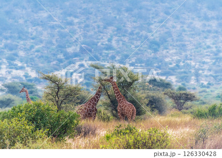 Reticulated Giraffe in the Samburu National Reserve Reticulated Giraffe in the Samburu National Reserve 126330428