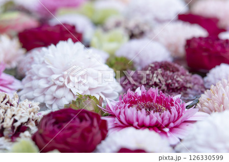 行田 花手水2025 126330599