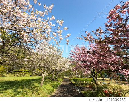 遠刈田公園の桜 126330985