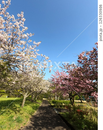 遠刈田公園の桜 遠刈田公園の桜 126330986