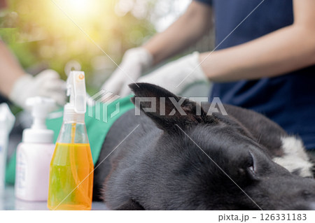 The concept of controlling the dog population using birth control. A veterinarian is performing surgery on a dog. The concept of controlling the dog population using birth control. A veterinarian is performing surgery on a dog. 126331183