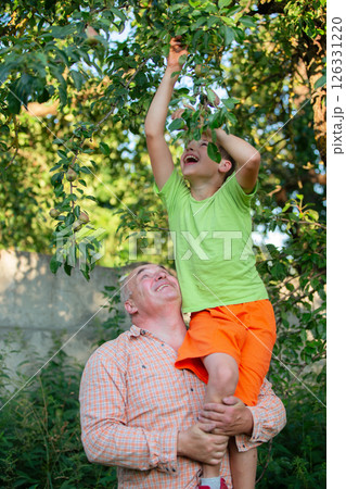 A man and a boy pick apples from a tree. Dad is smiling and son is holding an apple A man and a boy pick apples from a tree. Dad is smiling and son is holding an apple 126331220