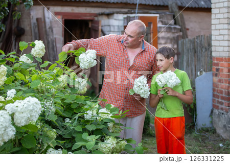Grandfather teaches grandson to take care of garden. Man and boy stand in garden, look at hydrangea plant with white flowers. 126331225