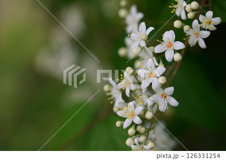 春の白い花 マルバウツギ 春の白い花 マルバウツギ 126331254