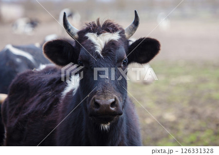 A close-up of a black and white bull with a white spot on his face. He looks at the camera. 126331328