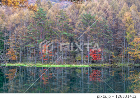 長野県茅野市の御射鹿池の紅葉 126331412