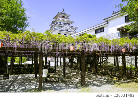 藤の花が見頃を迎えた美しい唐津城（佐賀県唐津市） 126331482