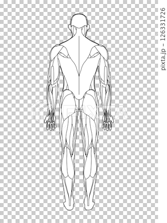 筋肉解剖図 背面 線画 筋肉解剖図 背面 線画 126331726