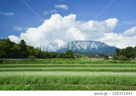 大山山麓の花ざかりのそば畑 126331941