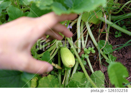 Farmer checks how zucchini grows on bed. Close-up of hand Farmer checks how zucchini grows on bed. Close-up of hand 126332258