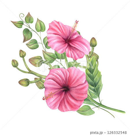 Watercolor romantic pink mallow with orchid buds and climbing vines illustration isolated background. Tropical bouquet for wedding stationery, feminine home decor, and botanical designs. 126332548