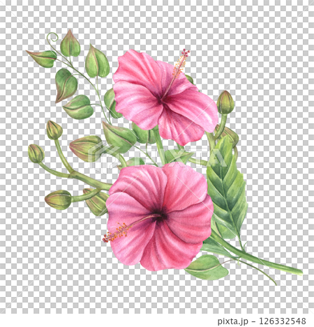 Watercolor romantic pink mallow with orchid buds and climbing vines illustration isolated background. Tropical bouquet for wedding stationery, feminine home decor, and botanical designs. Watercolor romantic pink mallow with orchid buds and climbing vines illustration isolated background. Tropical bouquet for wedding stationery, feminine home decor, and botanical designs. 126332548