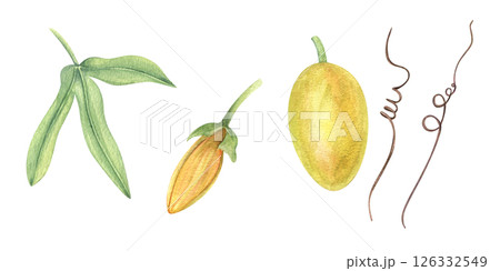 Yellow passionflower bud, fruit, leaf watercolor illustration clip art isolated background. Climbing exotic plant set for tropical designs, herbal product packaging, wellness branding 126332549