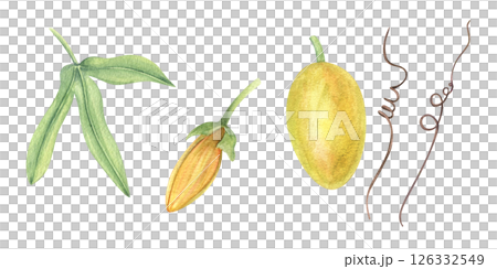 Yellow passionflower bud, fruit, leaf watercolor illustration clip art isolated background. Climbing exotic plant set for tropical designs, herbal product packaging, wellness branding Yellow passionflower bud, fruit, leaf watercolor illustration clip art isolated background. Climbing exotic plant set for tropical designs, herbal product packaging, wellness branding 126332549