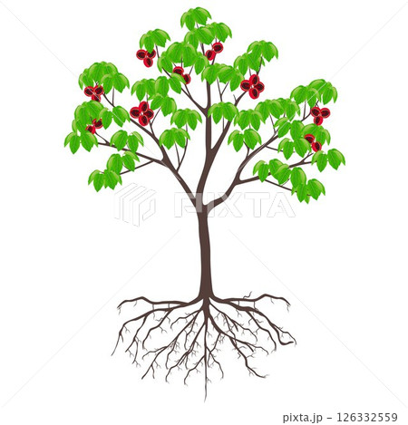 Sterculia quadrifida tree with fruits and roots on a white background. Sterculia quadrifida tree with fruits and roots on a white background. 126332559