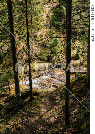 Sunlight filters through the trees of dense forest, illuminating picturesque mountain stream flowing over rocks and fallen leaves in tranquil spring landscape. Sunlight penetrating woodland canopy Sunlight filters through the trees of dense forest, illuminating picturesque mountain stream flowing over rocks and fallen leaves in tranquil spring landscape. Sunlight penetrating woodland canopy 126332605