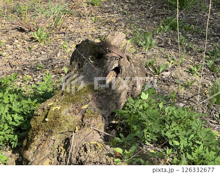 Close-Up of Decayed Mossy Log with Rusted Band in Leafy Forest 126332677