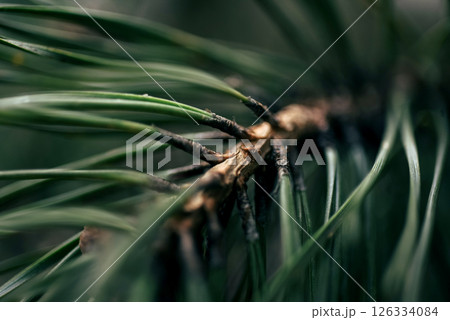Macro texture of pine needles with natural blur and copy space, perfect for background or eco design themes. Suggests calm, clarity, and natural product visuals Macro texture of pine needles with natural blur and copy space, perfect for background or eco design themes. Suggests calm, clarity, and natural product visuals 126334084